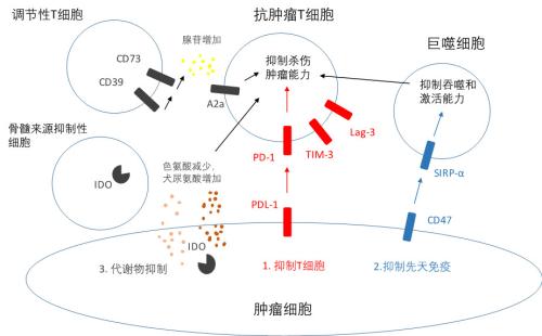 药明生物使用WuXiBody(TM)开发双抗