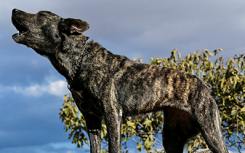 撒丁岛的狗基因组揭示了与人类共享的祖先家园