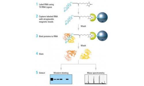 RNA互作网络的新型工具