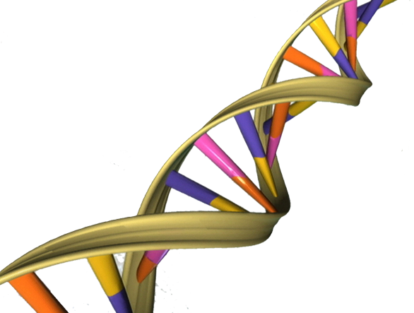 研究人员证明的一个最普遍的关于DNA遗传学的假设