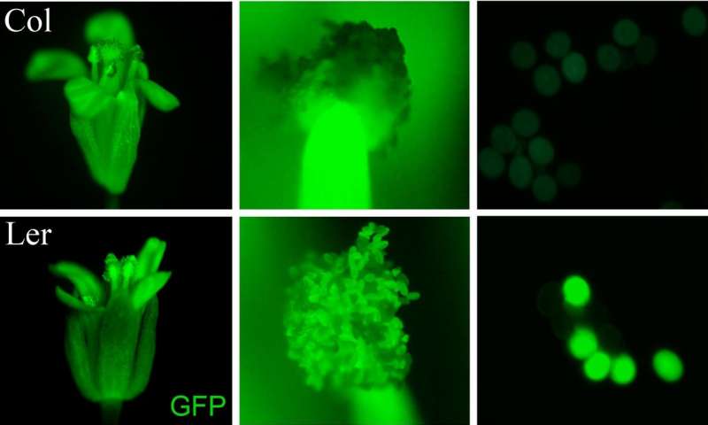 植物科学家们解决一个世纪神秘繁殖染色体计数