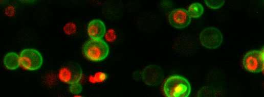 科学家揭示一个简单的细胞有4200万蛋白质分子