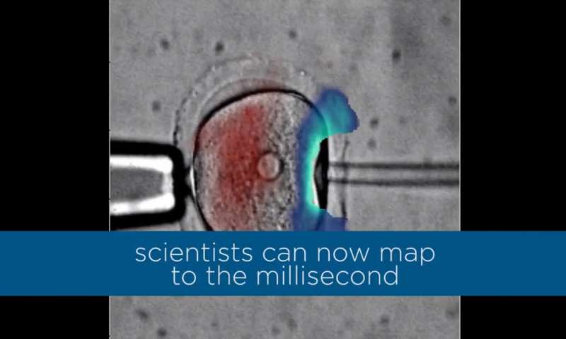 科学家使用细胞内振动来确定他们的机械性能