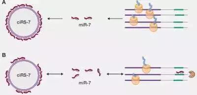 神奇！miR-7模拟物有望治疗缺血性中风