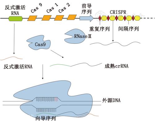 研究人员揭示功能多样化的V型CRISPR-Cas系统