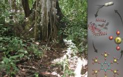 研究人员揭示微生物如何应对热带土壤磷
