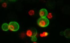 科学家揭示一个简单的细胞有4200万蛋白质分子