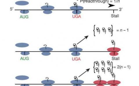 科学家发现一种基于停滞核糖体的分子计时器