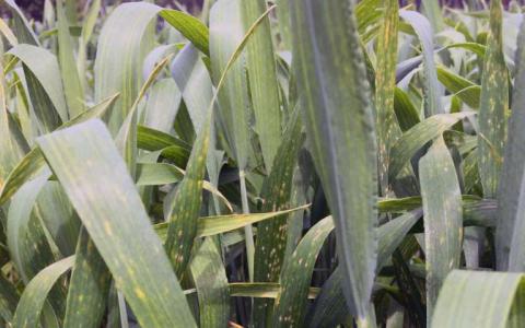 抗性基因的结合提供了更好的保护对白粉病的小麦