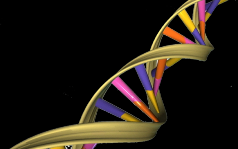 研究人员证明的一个最普遍的关于DNA遗传学的假设