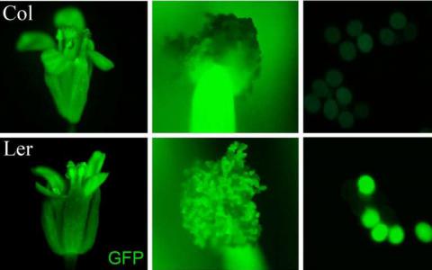 植物科学家们解决一个世纪神秘繁殖染色体计数