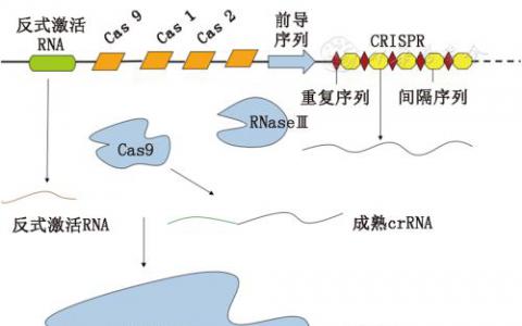 V型CRISPR-Cas系统 多样化揭示