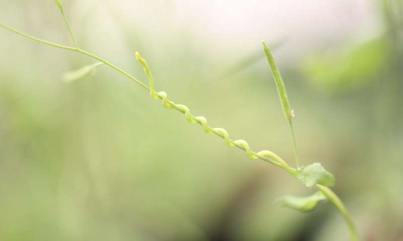 寄生虫控制寄主植物基因