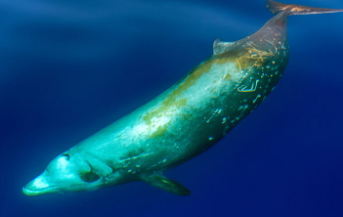 喙鲸可能经常被标记为采矿的海底斑点