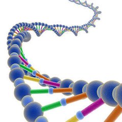 科学家对入侵甘蔗蟾蜍的基因组进行测序