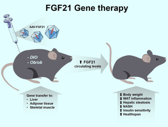 基因疗法治疗小鼠的胰岛素抵抗和肥胖