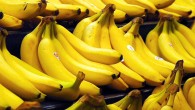 香蕉基因组测序