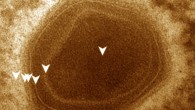 Bodo saltans病毒：研究人员发现感染微型浮游动物的巨型病毒