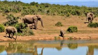 科学家重建大象的进化史