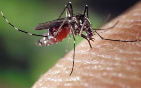 疟疾寄生虫的遗传因子