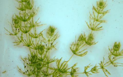 水生藻类基因组包含古代陆地植物基因