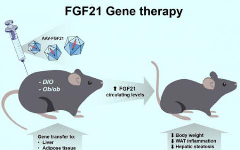 基因疗法治疗小鼠的胰岛素抵抗和肥胖