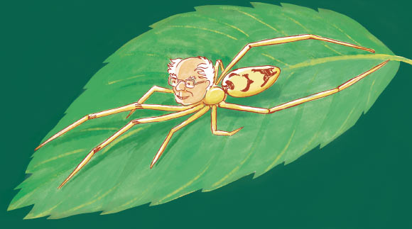 发现了十五种新型“面带笑容”的蜘蛛