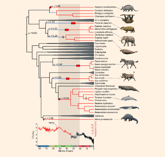 单基因与多个哺乳动物谱系的进化兴起有关