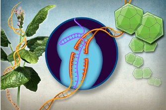 利用基因编辑技术保护植物免受病毒侵害