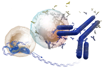 T细胞转录因子可为疫苗研究提供新途径