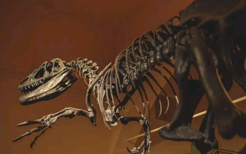 Leo DiCaprio关于购买恐龙二重奏的传闻计划让古生物学家感到不安
