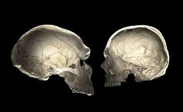 你携带尼安德特人DNA吗你的头骨的形状可能会告诉你