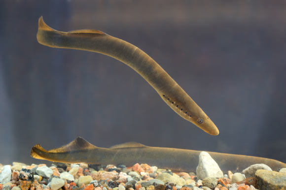 研究人员发现修复鱼类脊髓的基因也存在于哺乳动物中
