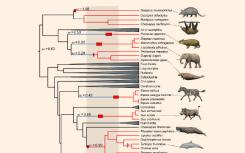 单基因与多个哺乳动物谱系的进化兴起有关