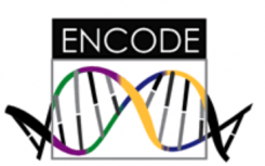 ENCODE项目DNA元素的ENCyclopedia