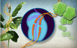 利用基因编辑技术保护植物免受病毒侵害