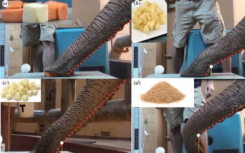 在2018年的最佳研究中观看一只名叫Kelly Scoop Cereal的大象