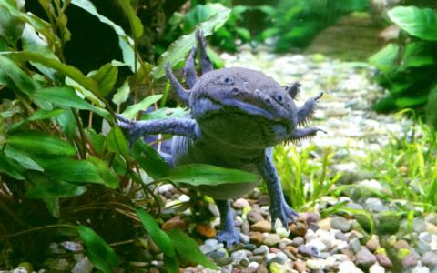 Axolotl基因组测序
