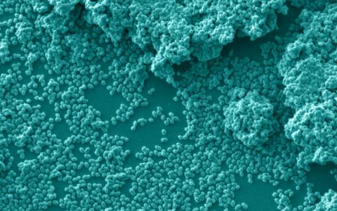 科学家在动物肠道细菌菌株中发现了类似肉毒杆菌毒素