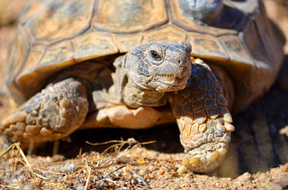 研究人员对莫哈韦沙漠龟的基因组进行序列分析