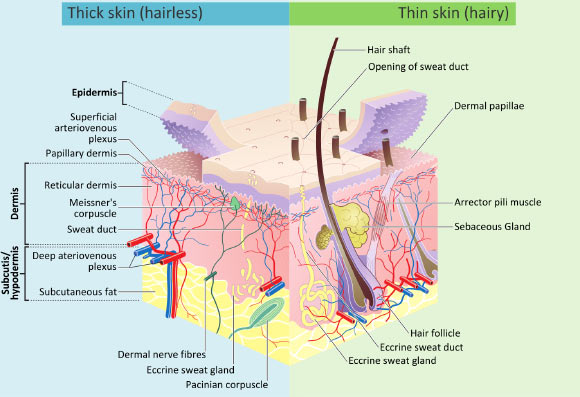 皮肤细胞发现可能导致秃顶头发灰白的可能治疗