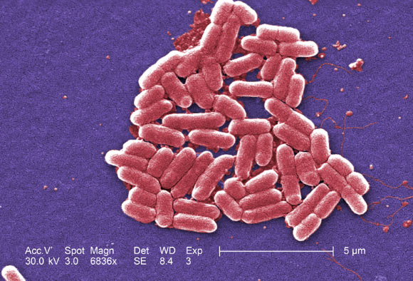 研究人员说肠道微生物群影响了我们的生理学