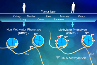 从内到外研究癌症表观遗传密码可以告诉医生疾病