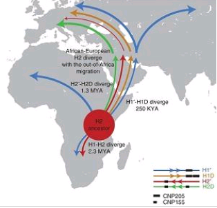 非洲起源的染色体倒位