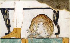 古代和现代DNA揭示了猫如何征服世界