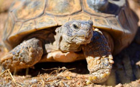 研究人员对莫哈韦沙漠龟的基因组进行序列分析