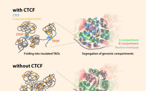 新研究扩展了对DNA在人体细胞中的组织方式的理解