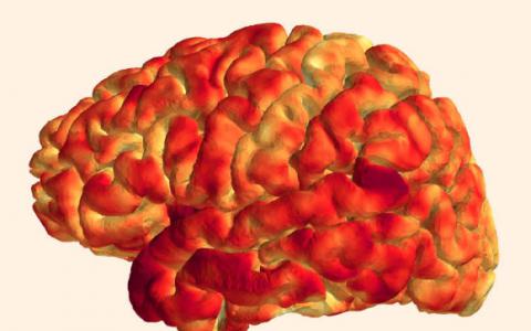 科学家发现免疫系统记忆和脑结构之间的联系