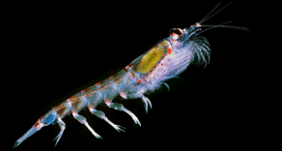 磷虾的好奇生活是对被低估的甲壳类动物的颂歌