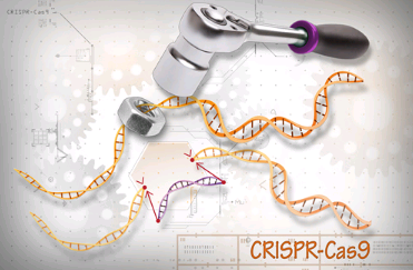 CRISPR实时探测基因组的内部工作原理